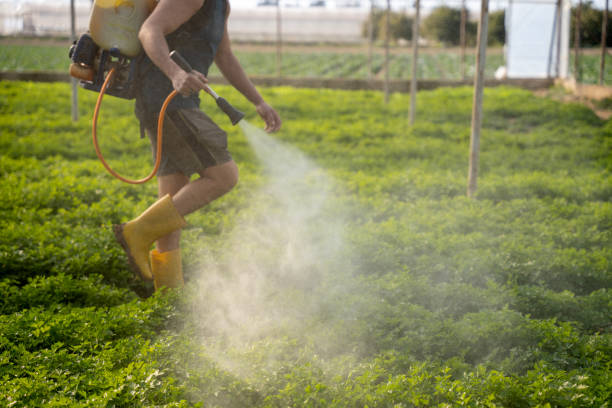 Best Local Pest Control Services  in North Lynnwood, WA