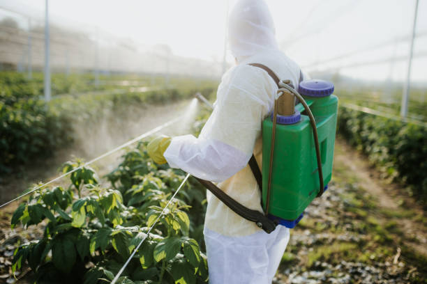 Wasp Removal Services in North Lynnwood, WA